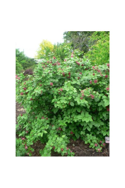 Каликант цветастый в ландшафте